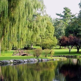 trees around a pond