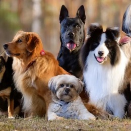 a group of dogs